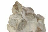 Four Fossil Plesiosaur (Thililua?) Vertebrae in Limestone - Morocco #166014-1